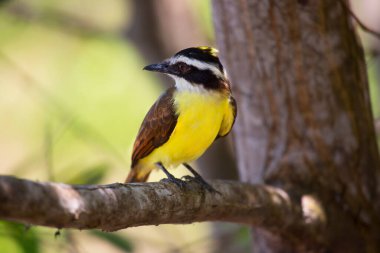 Bir ağacın dalındaki kuş.