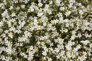 Ormanda beyaz çiçekler