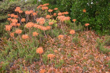 Güzel taze çiçekler Doğal manzara
