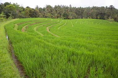 Çeltik tarlaları ya da pirinç bitkilerinin yetiştiği Sawa arazisi