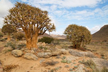 Titrek ağaçlar veya Kokerboom ormanı, Aloidendron ikilemi, Karoo bölgesinin tipik ıssız kayalık çöl manzarası ve Nothe Cape