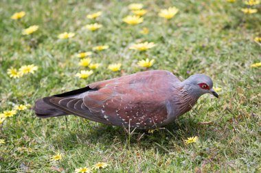 Yeşil çimlerin üzerinde oturan bir güvercinin yakın plan fotoğrafı.