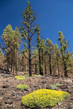 Parlak güneş ışığında subtropikal orman sahnesi