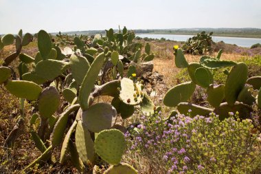 Doğanın güzel manzarası