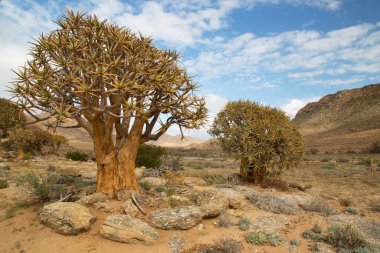 Titrek ağaçlar veya Kokerboom ormanı, Aloidendron ikilemi, Karoo bölgesinin tipik ıssız kayalık çöl manzarası ve Nothe Cape