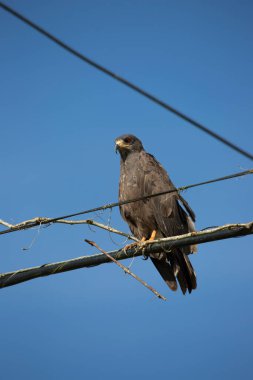Ağaçta tünemiş vahşi kuş manzarası 