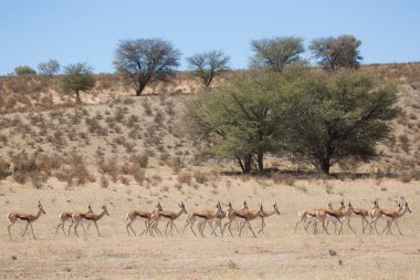 Springfield, Antidorcas Marsupialis, çölün kuru otlaklarında yürüyor ve otluyor.