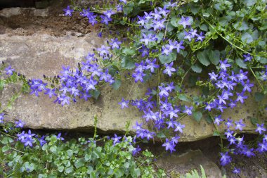 Bahçedeki güzel çiçekler