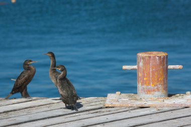 Pelerin karabataklar çatıda, arka planda mavi su var.