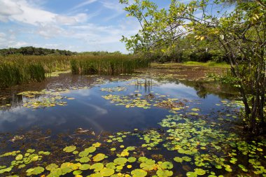 Nehir, nilüfer ve bataklıktaki ağaçlar. Güzel manzara. yaz