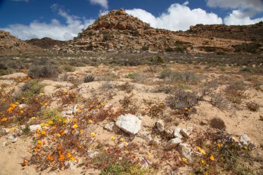 Güzel çöl manzarası