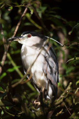 Bir kuş ağaç dalında oturuyor.