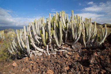 Kaktüs bitkileriyle volkanik vadi manzarası