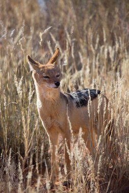 Siyah sırtlı çakal Canis mesomelas, Kalahari Çölü 'nün çayırlarını ve çayırlarını gözlüyor.