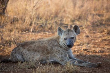 Vahşi hayatta vahşi bir sırtlan