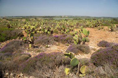 Çölde güzel çiçekler