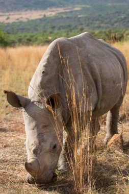 Beyaz ya da kare dudaklı gergedan, Ceratotherium simum, ovada yürüyor.