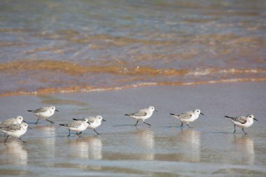 Portekiz sahilinde martılar