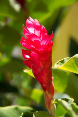 Güzel çiçekler, botanik çekimler