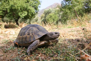 Şirin kaplumbağanın yakın çekim görüntüsü 