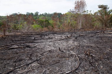 Ölü ormanın kökleri.