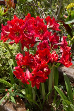 Bahçenin güzel kırmızı çiçekleri