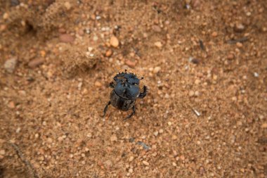 Küçük bir böcek yerde dinleniyor.