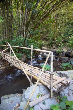 Güzel tropikal ormanda nehrin üzerinde bambu köprüsü 
