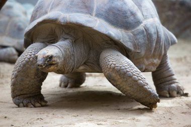 Dev kaplumbağanın yakın görüntüsü