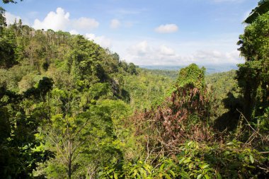 Ormanın güzel manzarası