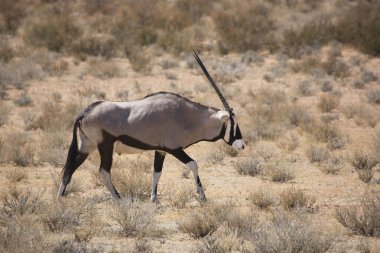 Gemsbok sürüsü ya da Güney Afrika antilobu, Afrika antilobu ceylanı Kalahari çölündeki kuru otların arasında yürüyor ve otluyor.