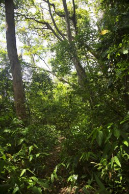 Güzel tropikal orman, orman yeşilliği