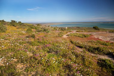 Deniz kıyısının güzel manzarası