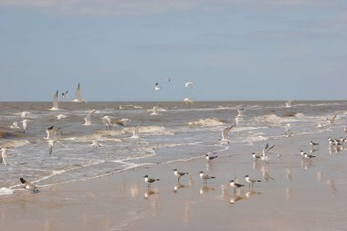 kumlu plajda martılar