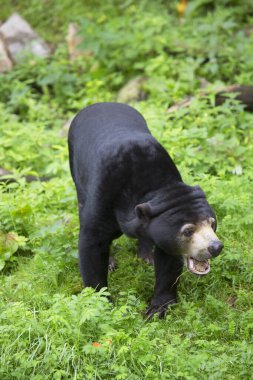 Güneş ayısı yemek, Helarctos Malayanus, açık ormandaki çimlerin üzerinde yürümek. 