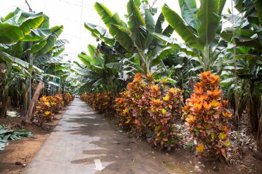 Tarlada yetişen muz bitkileri