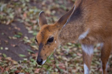 Vahşi doğadaki en tatlı geyik manzarası
