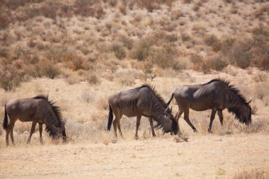 Siyah antilop ya da beyaz kuyruklu gnu, Connochaetes Gnou, açık ovalarda yürüyor.