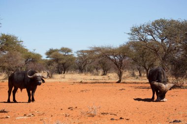 Afrika ya da Cape Buffalo boğası, syncerus caffer, Karoo çölünde kum ve savanada yürüyor.