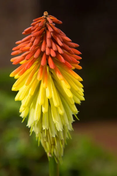 Pohled Krásné Květiny Zahradě — Stock fotografie
