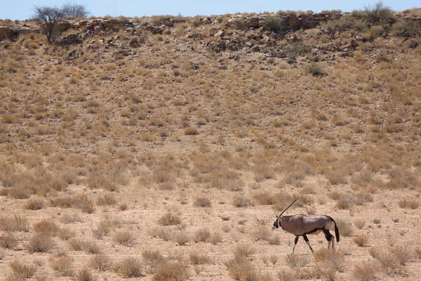Gemsbok sürüsü ya da Güney Afrika antilobu, Afrika antilobu ceylanı Kalahari çölündeki kuru otların arasında yürüyor ve otluyor.