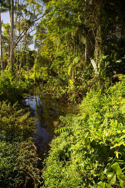 Ormanın güzel manzarası