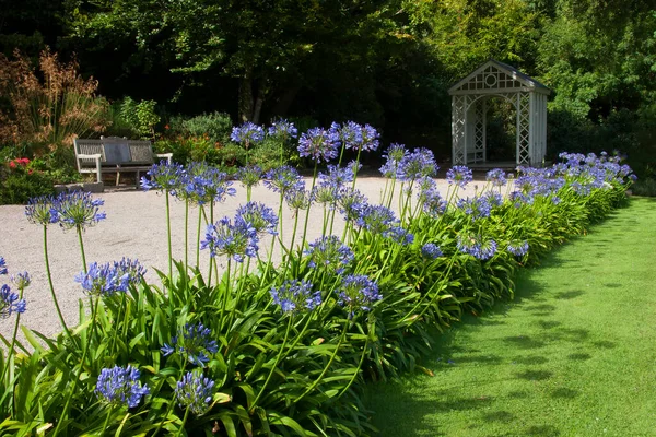 Beau Jardin Avec Une Floraison Fleurs — Photo