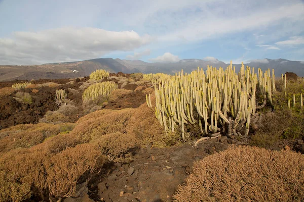 Kaktüs bitkileriyle volkanik vadi manzarası