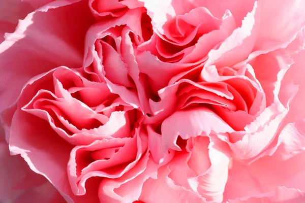 Beyaz arkaplanı olan güzel pembe bir gül