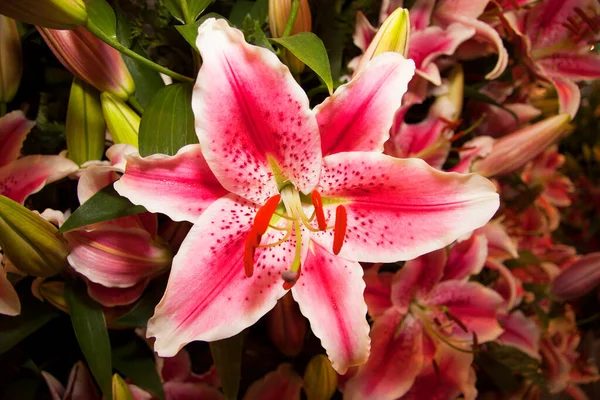 Güzel Çiçekler Botanik Çekimler — Stok fotoğraf