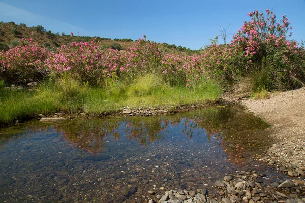 Akdeniz bölgesindeki zakkum ağaçları