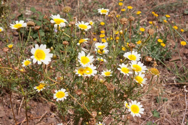 Belles Fleurs Dans Jardin — Photo