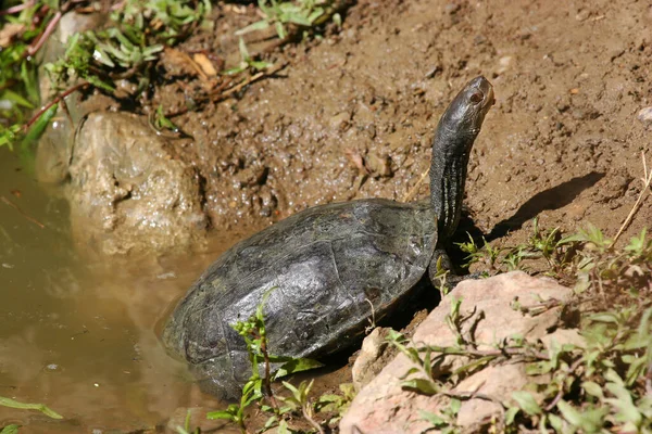 Close Zicht Van Schattige Schildpadden — Stockfoto