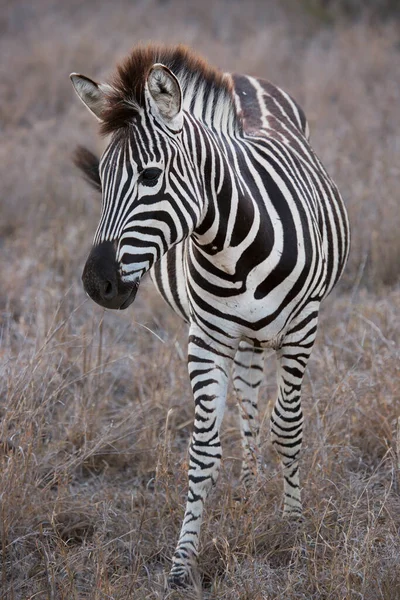 Vista Las Cebras Parque Nacional África — Foto de Stock